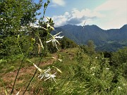 51 Belli questi fiori bianchi di Lilioasfodelo minore ( Anthericum ramosum) che ingentiliscono il sentiero e il paesaggio